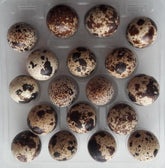 Oeufs de caille 18 pièces EKOWITAL